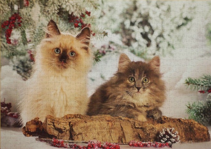 Кошки